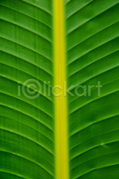 성장 사람없음 JPG 포토 해외이미지 디자인 바나나 백그라운드 선 식물 잎 자연 질감 초록색 추상 패턴 해외202004