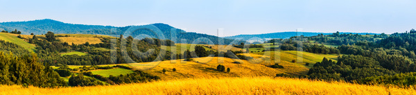 사람없음 JPG 포토 해외이미지 계절 나무 날씨 내추럴 농업 농장 땅 맑음 목재 밭 백그라운드 봄 수평선 숲 시골 야외 에코 여름 여행 자연 잔디 초록색 태양 파란색 평야 폴란드 풍경 하늘 해외202004 해외포토 환경