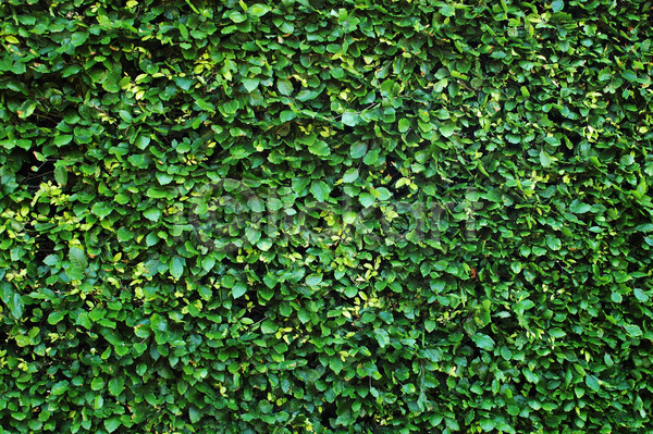 성장 사람없음 JPG 포토 해외이미지 그리너리 닫기 백그라운드 벽지 상록수 식물 울타리 원예 잎 자연 정원 조경 질감 초록색 추상 해외202004