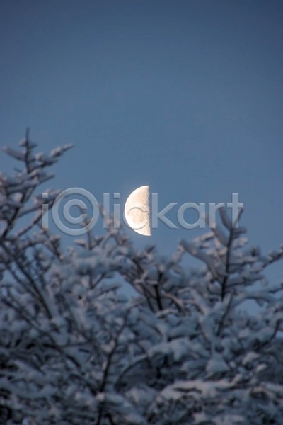 사람없음 JPG 포토 해외이미지 겨울 나뭇가지 달 반달 야간 야외 풍경(경치) 하늘 해외202004