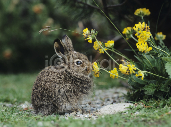 사람없음 JPG 아웃포커스 포토 해외이미지 민들레 앉기 야외 응시 잔디 주간 토끼 한마리