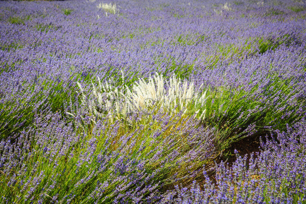 사람없음 JPG 포토 해외이미지 꽃 내추럴 농업 라벤더 밭 백그라운드 보라색 시골 식물 유럽 자연 제비꽃 컬러풀 프랑스 프로방스 하늘 해외202004 향기