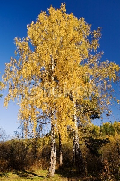 변화 침묵 사람없음 JPG 포토 해외이미지 10월 가을(계절) 계절 공원 나무 노란색 숲 잎 자연 자작나무 해외202004 황금