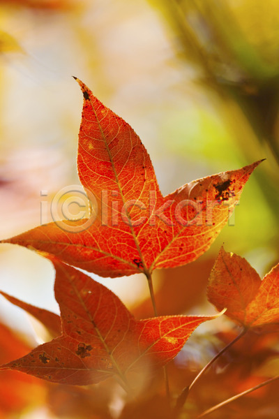 변화 사람없음 JPG 포토 해외이미지 가을(계절) 계절 고립 단풍 떠남 빨간색 싱글 옛날 오렌지 잎 자연 컬러풀 해외202004 황금