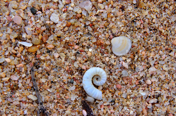사람없음 JPG 포토 해외이미지 껍질 낟알 내추럴 모래 모래사장 묘사 바다 백그라운드 벽지 빛 야외 자연 조개 질감 패턴 표면 해외202004 황금