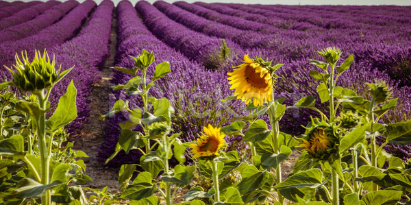 사람없음 JPG 포토 해외이미지 내추럴 라벤더 밭 백그라운드 보라색 시골 아로마테라피 여름 자연 제비꽃 컬러풀 파란색 풍경 프랑스 프로방스 하늘 해바라기 해외202004 해외포토 향기 향수
