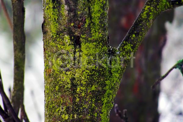 사람없음 JPG 포토 해외이미지 겨울 나무 나무껍질 나뭇가지 이끼 자연 초록색 핀란드 해외202004