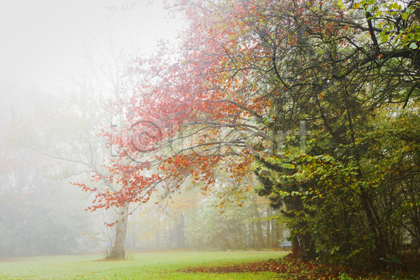 떨어짐 추위 침묵 사람없음 JPG 포토 해외이미지 10월 11월 가을(계절) 갈색 계절 공원 나무 노란색 빨간색 뿌연 안개 오렌지 잎 자연 초록색 풍경(경치) 해외202004 황금 회색