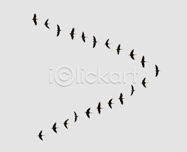 사람없음 JPG 포토 해외이미지 거위 그룹 동물 모양 무리 물새 야생동물 야외 자연 조류 파란색 하늘 해외202004 흰색