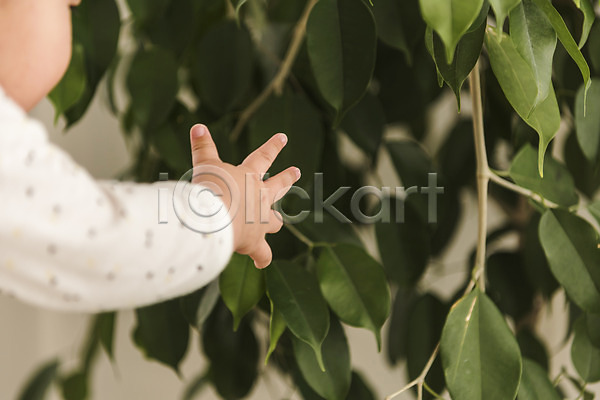 남자 남자아기한명만 아기 한명 JPG 포토 나뭇잎 상반신 손 실내 잡기