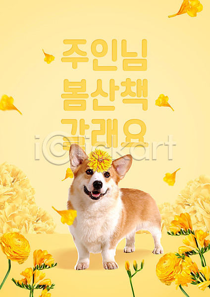 사람없음 PSD 편집이미지 개 꽃 꽃잎 낙화 노란색 봄 웰시코기 타이포그라피 포스터 한글 한마리