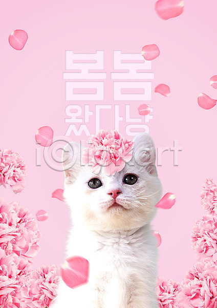 사람없음 PSD 편집이미지 고양이 꽃 꽃잎 낙화 반려 봄 분홍색 타이포그라피 포스터 한글 한마리