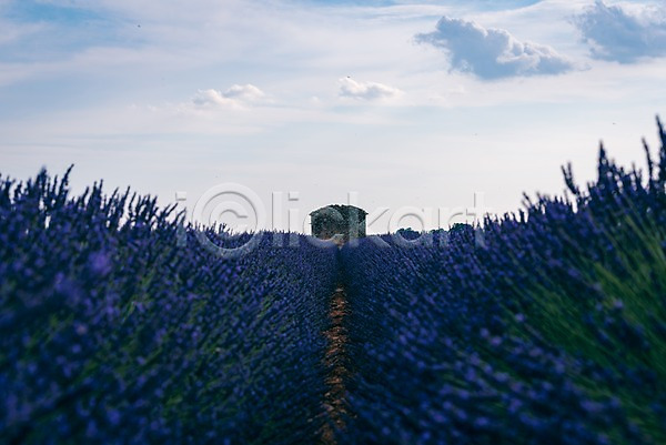 사람없음 JPG 포토 구름(자연) 꽃 농장 라벤더 야외 여름(계절) 여름풍경 유럽 유럽풍경 주간 풍경(경치) 프랑스 프로방스 하늘