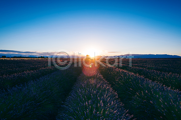사람없음 JPG 포토 라벤더 밭 빛 야외 여름(계절) 여름풍경 유럽 유럽풍경 일출 주간 풍경(경치) 프랑스 프로방스 하늘