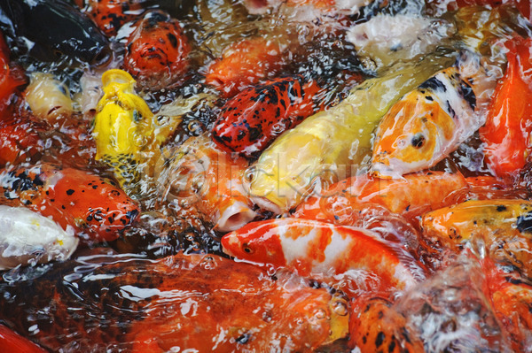 사람없음 JPG 포토 해외이미지 강렬 공원 금붕어 눈금 동물 물 빨간색 어류 여름(계절) 연못 잉어 컬러풀 표면 해외202004 황금