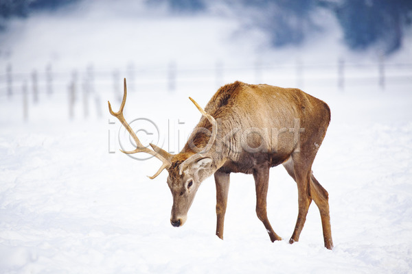 사람없음 JPG 포토 해외이미지 겨울 뿔 사슴 숲 야생동물 야외 응시 주간 풍경(경치) 해외202004