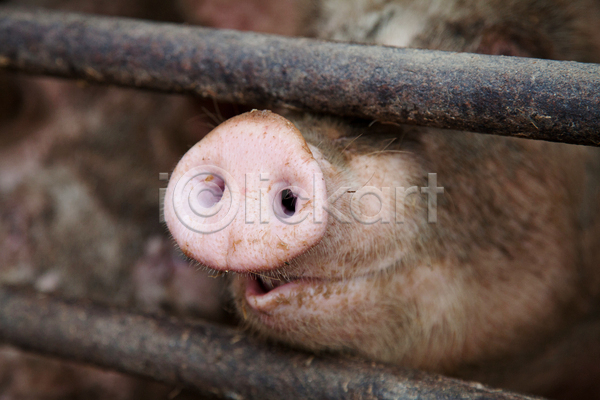 유머 사람없음 JPG 포토 해외이미지 가축 닫기 동물 돼지 생물 주둥이 해외202004