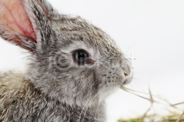 사람없음 JPG 근접촬영 포토 해외이미지 먹기 실내 응시 토끼 풀(식물) 한마리 회색 흰배경