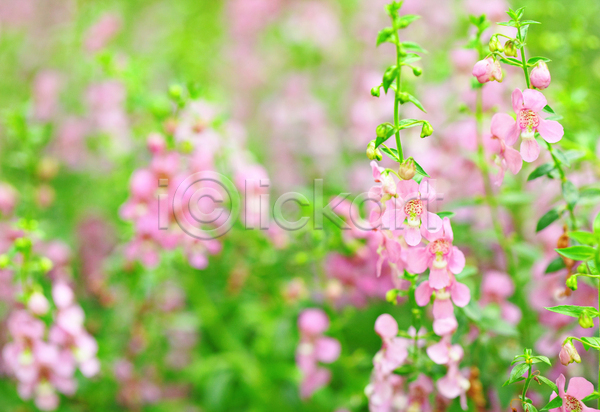 사람없음 JPG 아웃포커스 포토 해외이미지 꽃 봄 분홍색 야외 자연 주간 풍경(경치) 해외202004