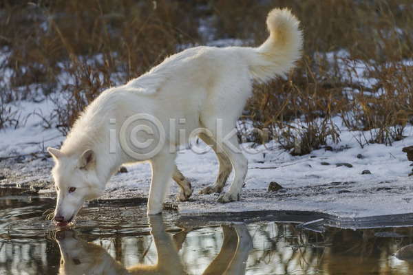 사람없음 JPG 포토 해외이미지 강 늑대 마시기 물마시기 야생동물 야외 주간 한마리 해외202004