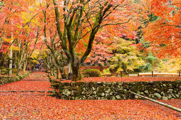 사람없음 JPG 포토 해외이미지 가을(계절) 가을풍경 낙엽 단풍 단풍나무 돌담 산책로 야외 일본 자연 정원 주간 풍경(경치) 해외202004