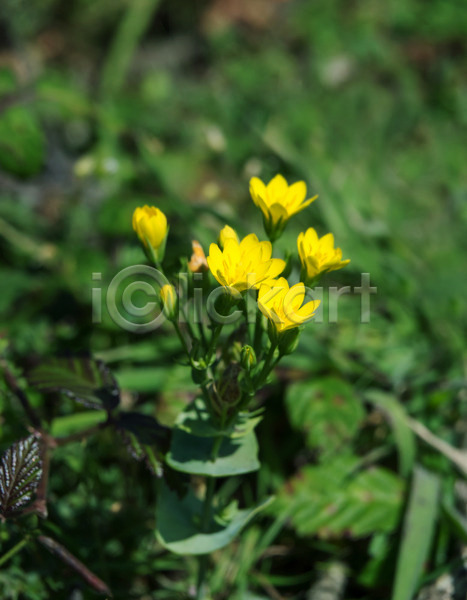 사람없음 JPG 포토 해외이미지 꽃 꽃잎 노란색 들꽃 분필 서식스 식물 잉글랜드 자연 초록색 해외202004