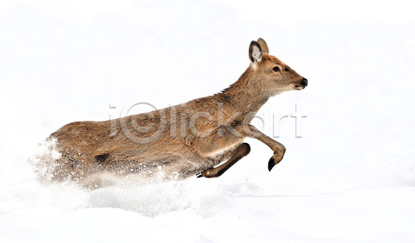 사람없음 JPG 포토 해외이미지 겨울 공원 눈내림 달리기 사슴 숲 스코틀랜드 야생동물 야외 주간 풍경(경치) 해외202004