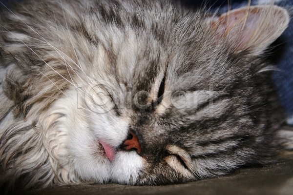 사람없음 JPG 포토 해외이미지 고양이 반려동물 수염 잠 해외202004 혀 회색