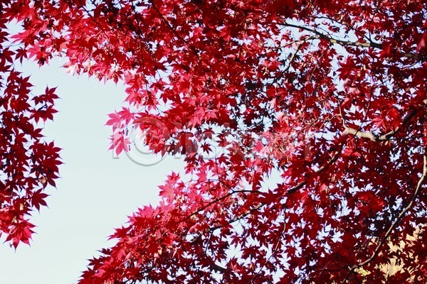 사람없음 JPG 포토 해외이미지 가을(계절) 계절 내추럴 단풍 백그라운드 빨간색 식물 아시아 오렌지 일본 잎 자연 질감 해외202004