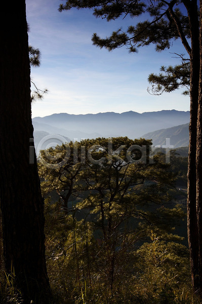 침묵 사람없음 JPG 포토 해외이미지 나무 목재 산 소나무 숲 시골 여행 장면 풍경(경치) 해외202004