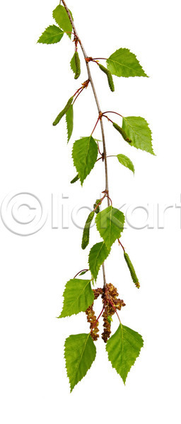 새로움 성장 신선 사람없음 JPG 포토 해외이미지 고립 나무 나뭇가지 사진촬영 세로 잎 자연 자작나무 초록색 해외202004 흰배경
