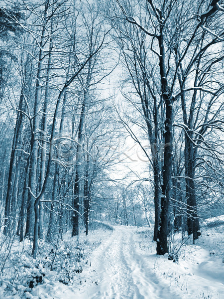 사람없음 JPG 포토 해외이미지 겨울 겨울풍경 나무 눈길 눈덮임 숲속 야외 자연 주간 해외202004