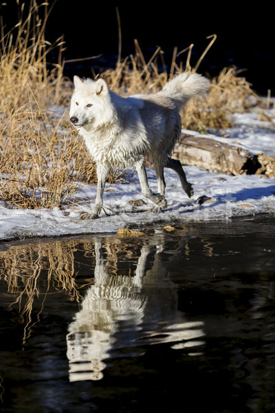 사람없음 JPG 포토 해외이미지 강 걷기 늑대 반사 야생동물 야외 주간 한마리 해외202004