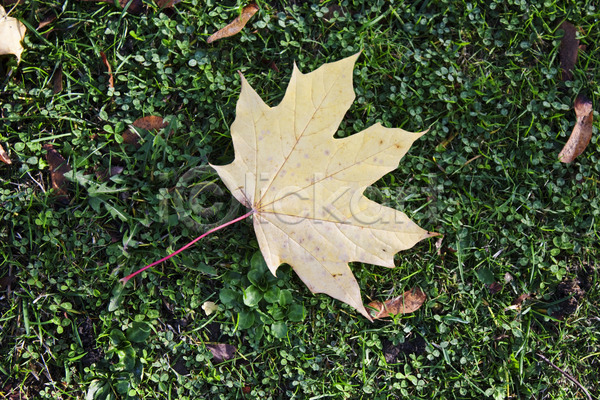 떨어짐 사람없음 JPG 포토 해외이미지 10월 11월 가을(계절) 갈색 계절 노란색 바닥 백그라운드 오렌지 잎 자연 질감 초록색 컬러풀 패턴 해외202004 황금