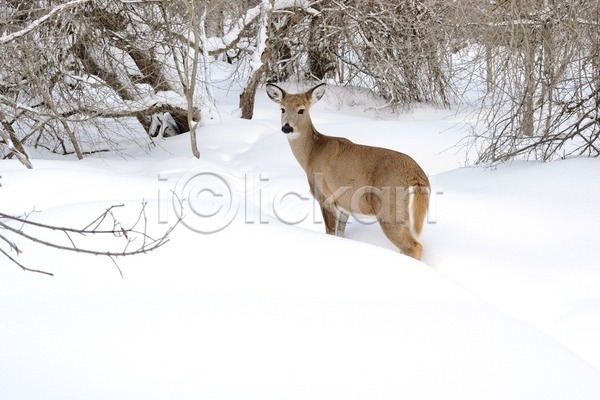 사람없음 JPG 포토 해외이미지 겨울 나뭇가지 사슴 숲 야생동물 야외 주간 해외202004