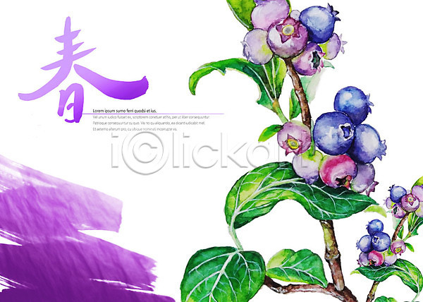 사람없음 PSD 일러스트 보라색 봄 봄춘 블루베리 열매 잎 캘리그라피 캘리배경