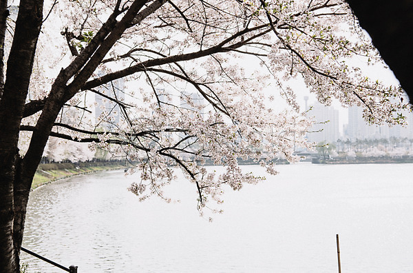 사람없음 JPG 아웃포커스 포토 벚꽃 봄 석촌호수 야외 주간 호수