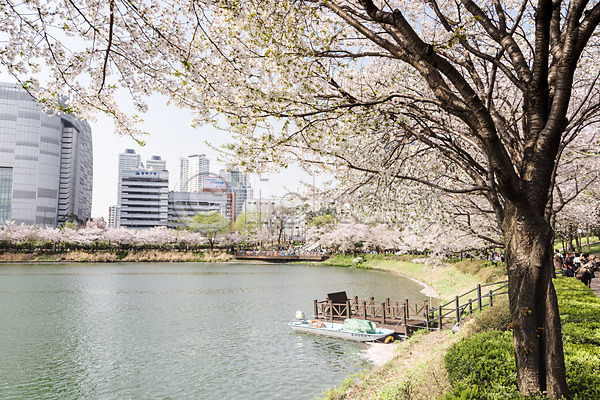 사람없음 JPG 포토 건물 벚꽃 봄 빌딩 석촌호수 야외 잔디 주간 호수