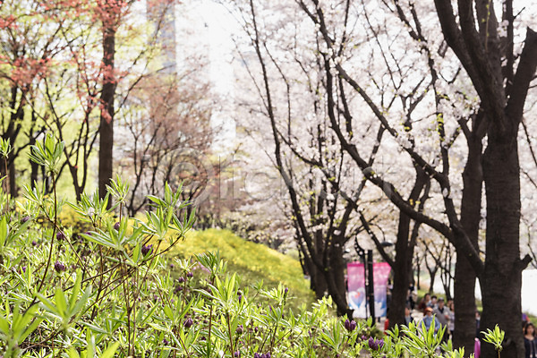 사람없음 JPG 아웃포커스 포토 나무 벚꽃 봄 야외 주간