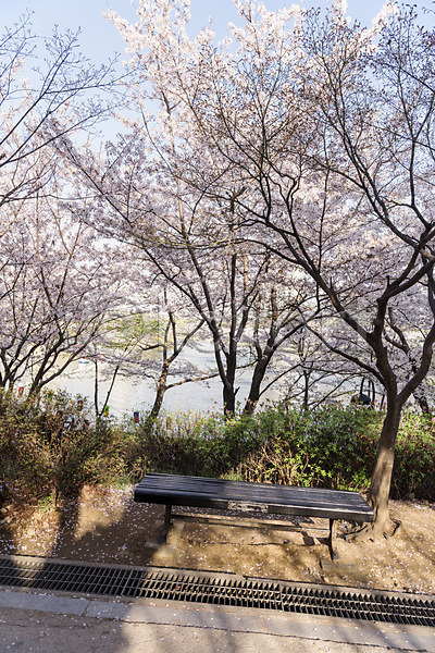 사람없음 JPG 포토 나무 벚꽃 벚나무 벤치 봄 야외 주간