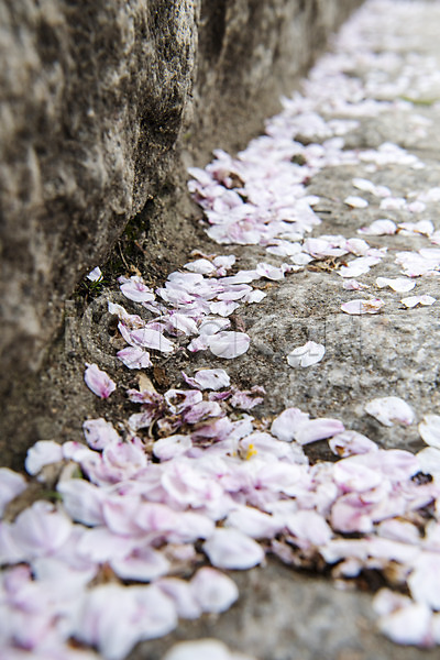 사람없음 JPG 근접촬영 아웃포커스 포토 계단 꽃잎 낙화 바닥 벚꽃 봄 야외 주간