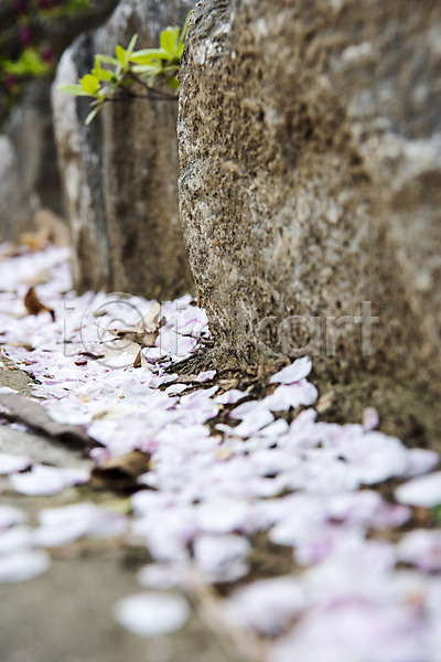 사람없음 JPG 근접촬영 아웃포커스 포토 계단 꽃잎 낙화 돌 벚꽃 봄 야외 주간