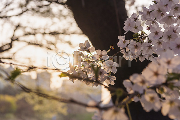 사람없음 JPG 근접촬영 아웃포커스 포토 노을 벚꽃 봄 야외 주간