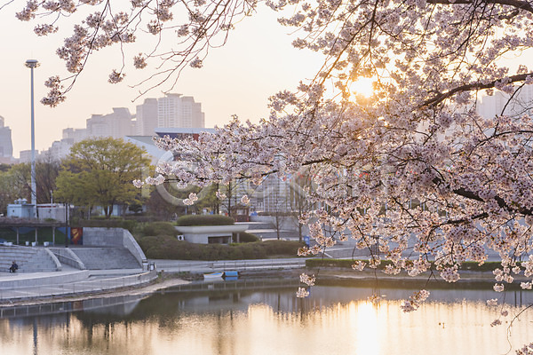 사람없음 JPG 포토 건물 노을 벚꽃 봄 야외 올림픽공원 주간 호수