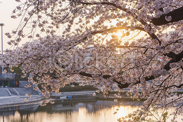 사람없음 JPG 포토 노을 벚꽃 봄 야외 올림픽공원 주간 호수