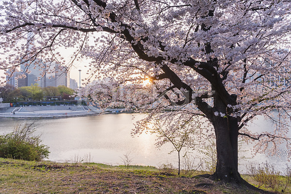 사람없음 JPG 포토 노을 벚꽃 봄 야외 올림픽공원 잔디 주간 호수
