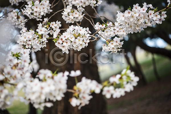 사람없음 JPG 근접촬영 아웃포커스 포토 나무 벚꽃 봄 야외 주간