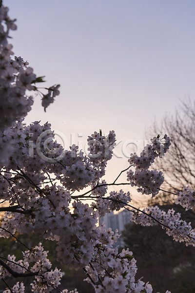 사람없음 JPG 포토 노을 벚꽃 봄 야외 주간