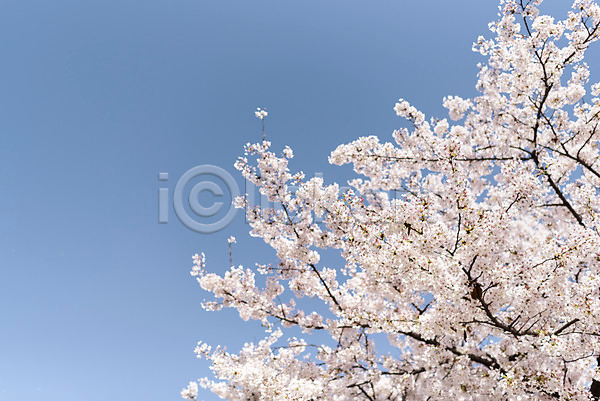 사람없음 JPG 포토 벚꽃 봄 야외 주간 하늘