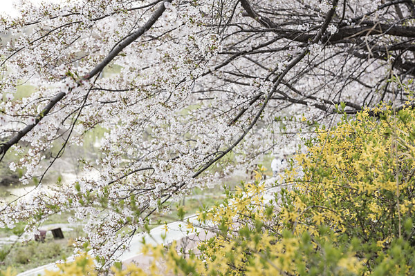 사람없음 JPG 아웃포커스 포토 개나리 벚꽃 봄 야외 주간